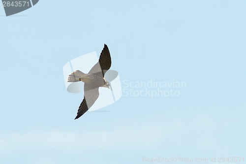 Image of peregrine falcon in flight