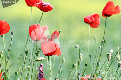 Image of wild red poppies on meadow