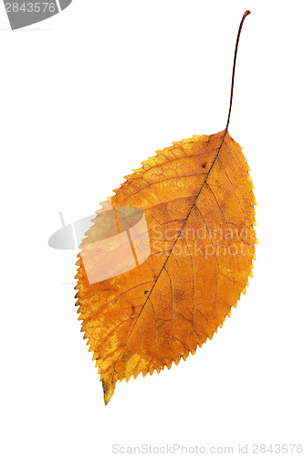Image of isolated leaf autumn season