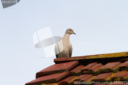 Image of eurasian collared dove standing on the roof