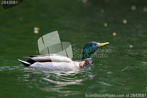 Image of wild duck raising its head from water