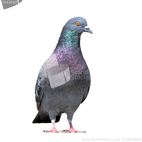 Image of grey pigeon on white background