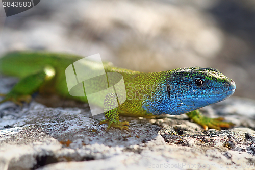 Image of close-up of lacerta viridis in mating season