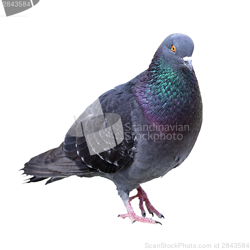 Image of feral pigeon over white background