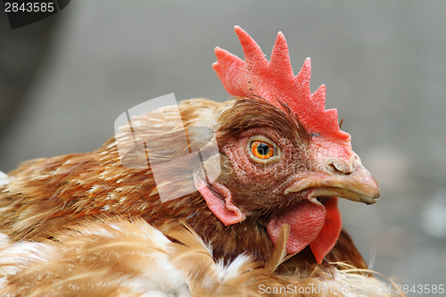 Image of domestic hen portrait