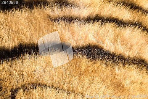 Image of tiger pelt close up