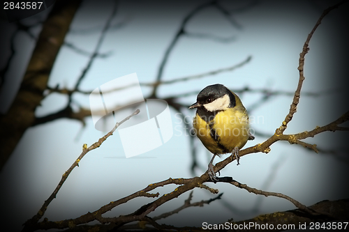 Image of great tit on a branch in winter