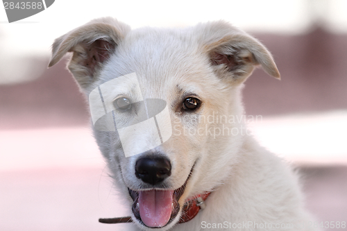 Image of cute doggy portrait