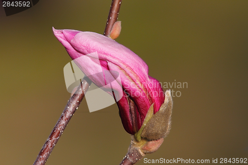 Image of beautiful flower on magnolia tree