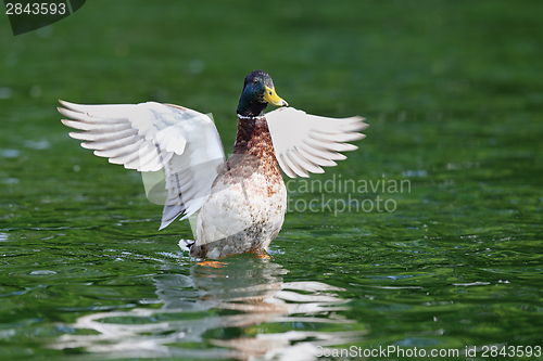 Image of male mallard spreading wings on water