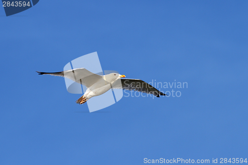 Image of larus argentatus over blue sky