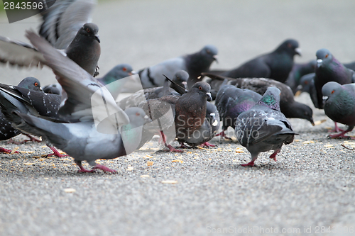 Image of hungry pigeons on park alley