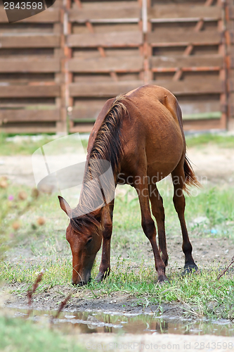Image of brown horse grazing at farm