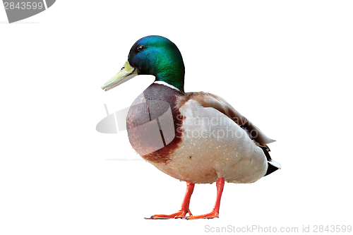 Image of isolated male mallard duck