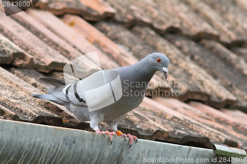 Image of purebreed pigeon on roof