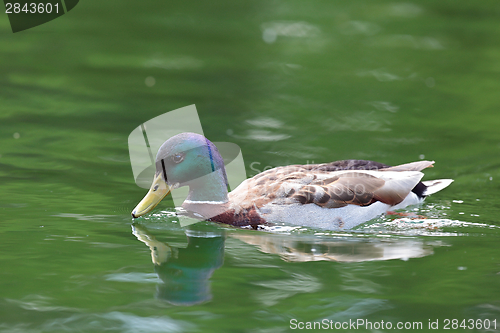 Image of male water bird on lake
