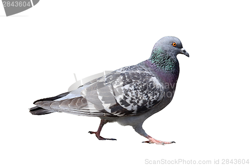 Image of isolated walking pigeon
