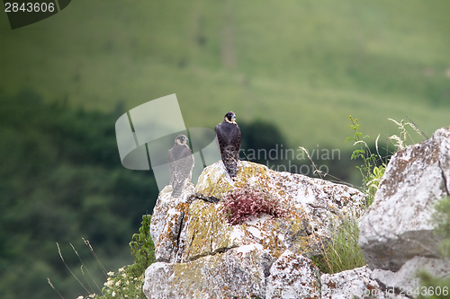 Image of two falco peregrinus standing on a rock