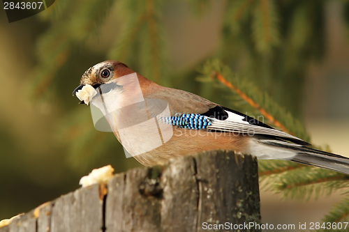 Image of hungry jay eating bread