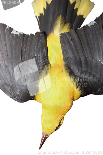 Image of closeup of eurasian golden oriole