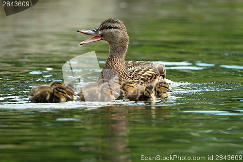 Image of mother mallard duck on water