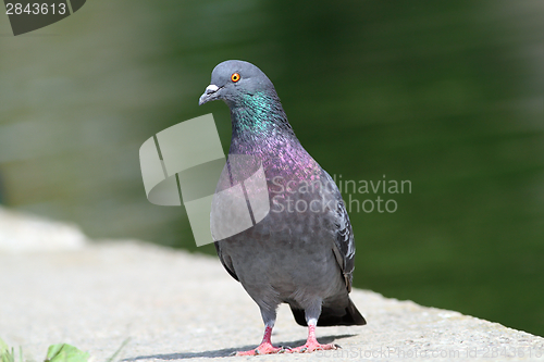Image of pigeon standing on park alley near the lake