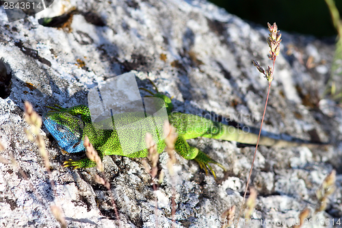 Image of male Lacerta Viridis