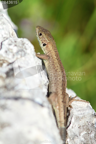 Image of lacerta viridis  juvenile 