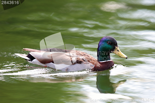 Image of wild water bird on lake