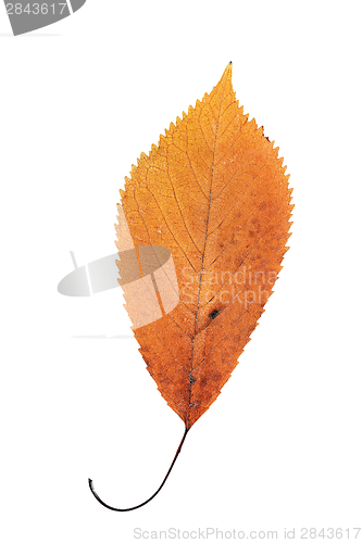 Image of beautiful orange cherry autumn leaf
