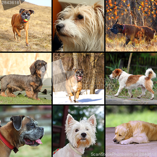 Image of happy dogs