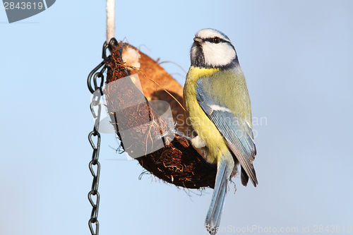 Image of small wild garden bird on feeder