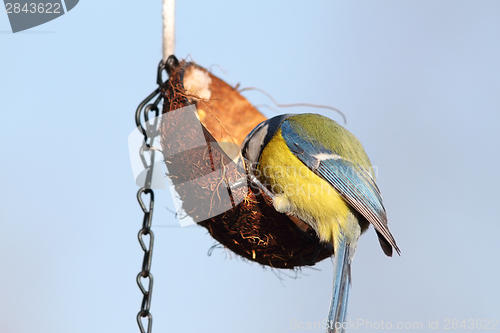 Image of hungry blue tit feeding on lard coconut