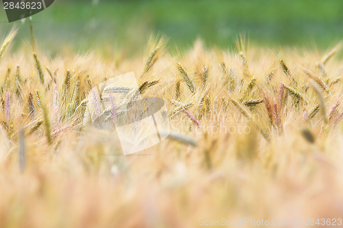 Image of wheat field in summer