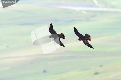 Image of two peregrine falcons flying together