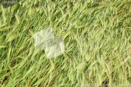 Image of grass fallen down after storm