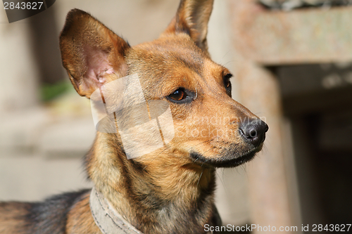 Image of portrait of little puppy