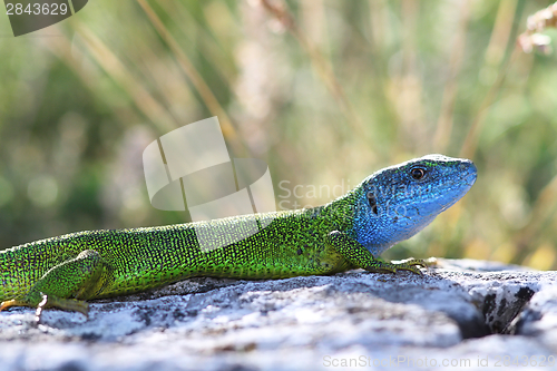 Image of beautiful colored male green lizard