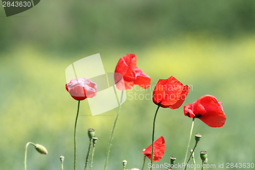 Image of group of wild poppies