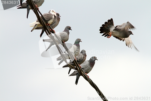 Image of flock of pigeons on electric wire