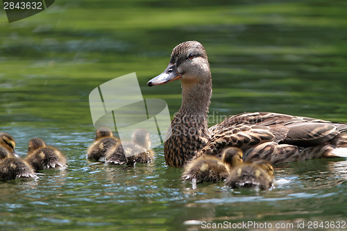 Image of mother duck with ducklings on lake