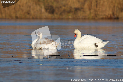 Image of adult and juvenile swans on ice