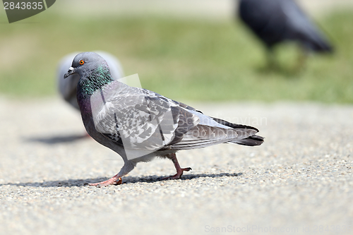 Image of feral pigeon on the park