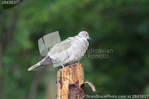 Image of eurasian collared dove standing on stump