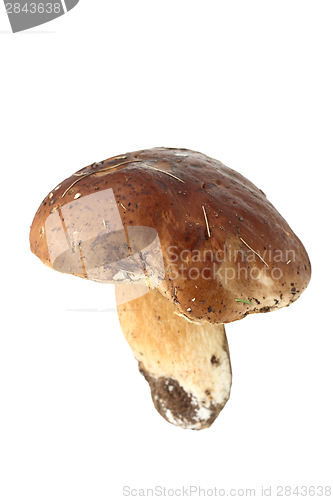 Image of eatable mushroom on white background