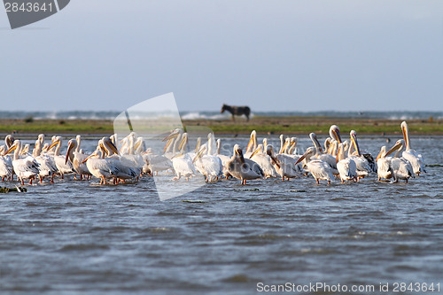 Image of pelicans in shallow water