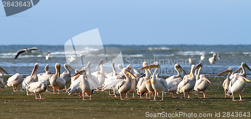 Image of great pelican colony at Meleaua