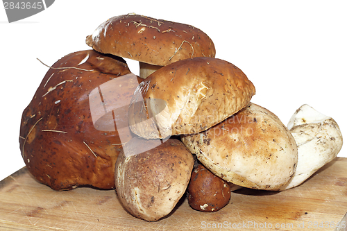 Image of funghi porcini boletus edulis