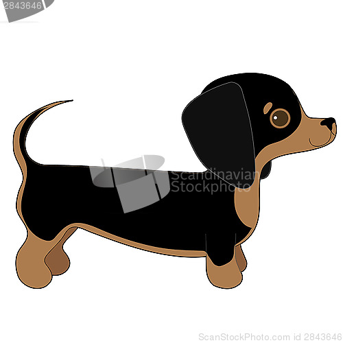 Image of Dachshund