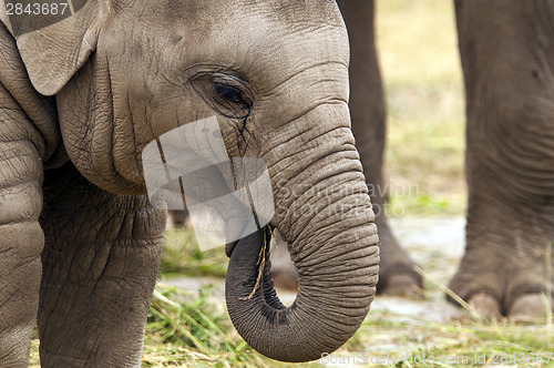 Image of Young elephant